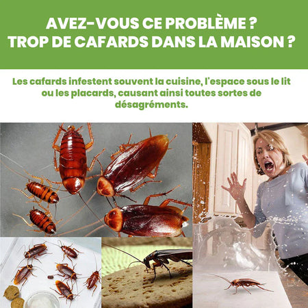 Répulsif contre les cafards